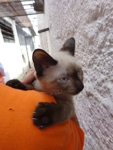 Gato ra a SRD idade 2 a 6 meses nome Taco