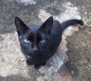 Gato raça  idade 1 ano nome Pretinho