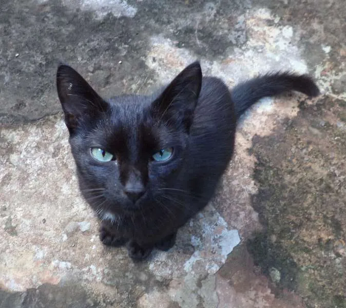Gato ra a  idade 1 ano nome Pretinho