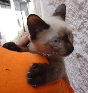 Gato raça SRD idade 2 a 6 meses nome Taco