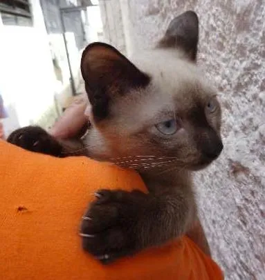 Gato ra a SRD idade 2 a 6 meses nome Taco