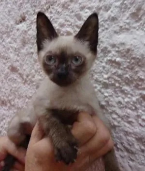 Gato raça SRD idade 2 a 6 meses nome Pantufa