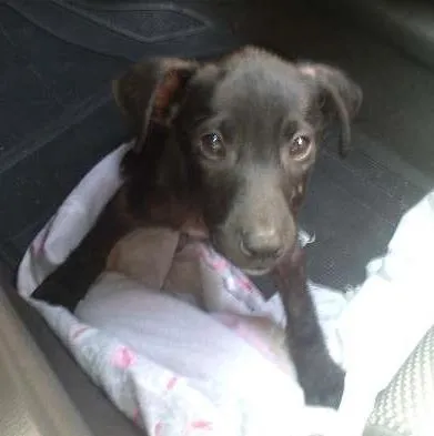 Cachorro ra a SRD idade 2 a 6 meses nome Rafael