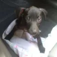Rafael