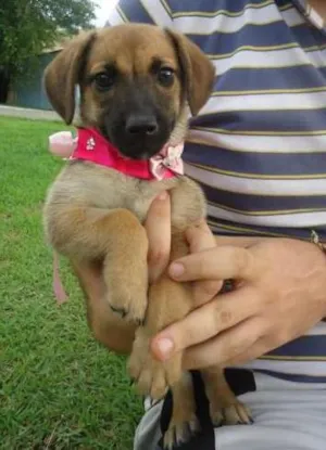 Cachorro raça SRD idade 2 a 6 meses nome Latte