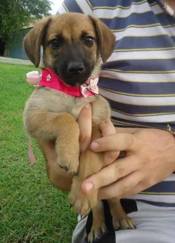Cachorro ra a SRD idade 2 a 6 meses nome Latte