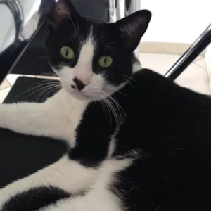 Gato raça SRD idade 3 anos nome Fred