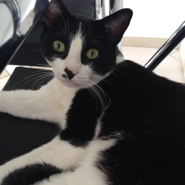 Gato ra a SRD idade 3 anos nome Fred