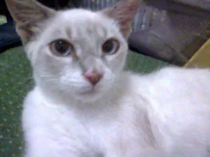 Gato raça SRD idade 2 a 6 meses nome Waji