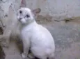 Waji