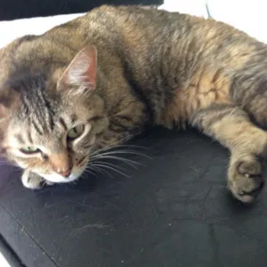 Gato raça SRD idade 3 anos nome Pitulina
