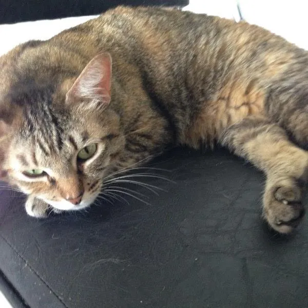 Gato ra a SRD idade 3 anos nome Pitulina
