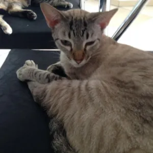 Gato raça SRD idade 2 anos nome Zé Roberto
