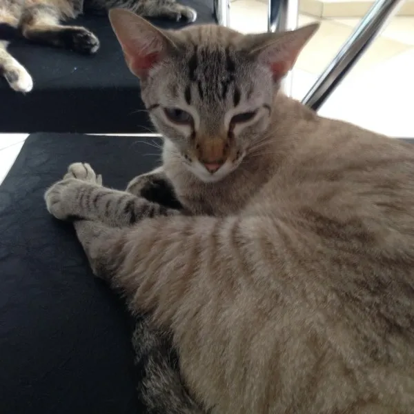 Gato ra a SRD idade 2 anos nome Zé Roberto