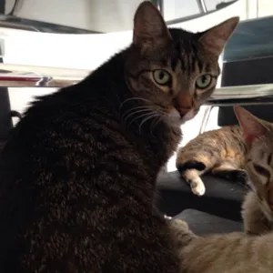 Gato raça SRD idade 5 anos nome Memphis