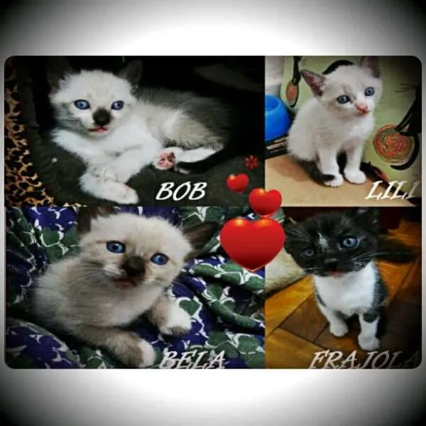 Gato ra a SRD idade Abaixo de 2 meses nome Lili Bela Bob Frajola