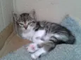 MIMI