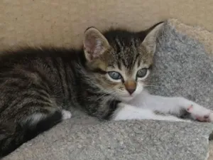 Gato raça SRD idade Abaixo de 2 meses nome MIMI