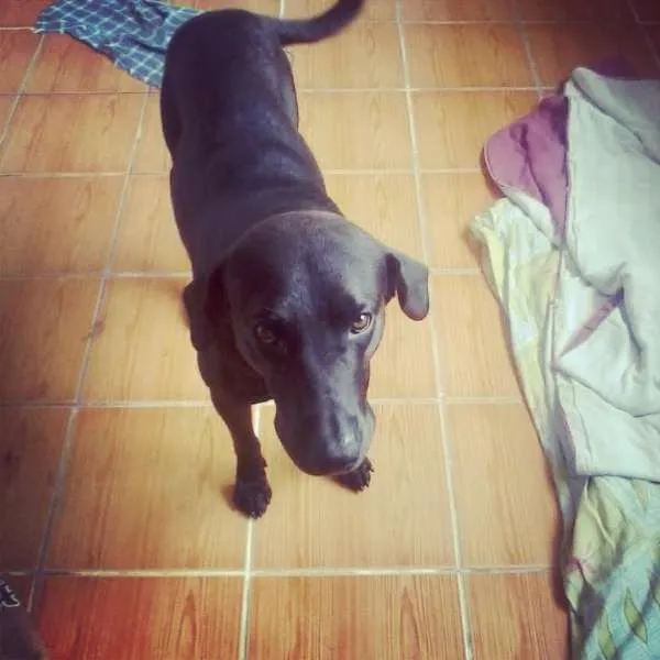 Cachorro ra a Vira-latas idade 2 anos nome Princesa e Negão