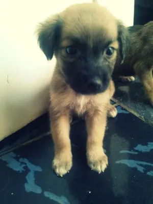 Cachorro raça vira lata  idade Abaixo de 2 meses nome Tito