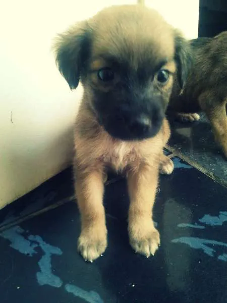 Cachorro raça vira lata  idade Abaixo de 2 meses nome Tito