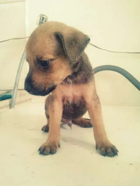 Cachorro raça vira lata  idade Abaixo de 2 meses nome Tody
