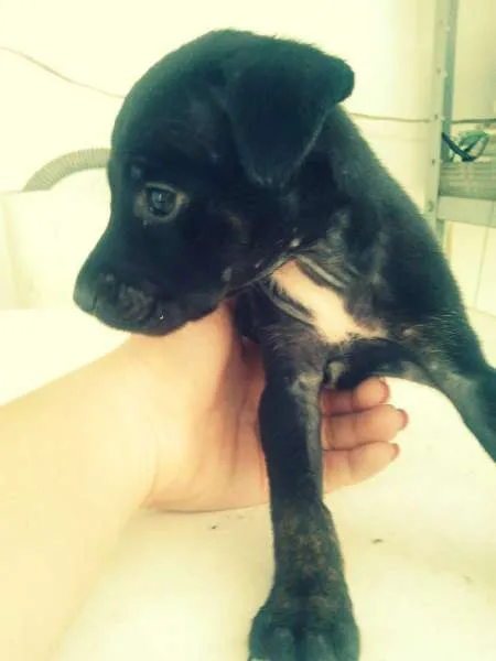 Cachorro raça vira lata idade Abaixo de 2 meses nome Scoby