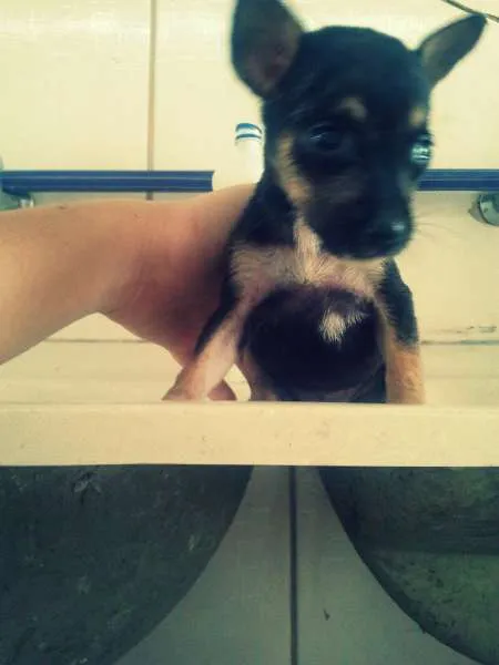 Cachorro raça vira lata idade Abaixo de 2 meses nome Chu 