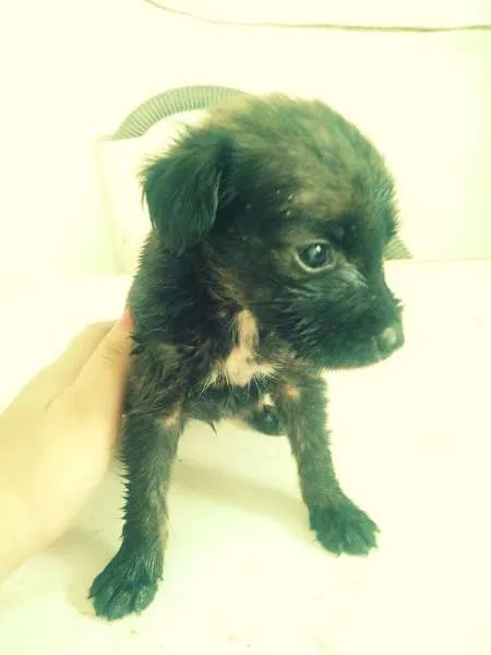 Cachorro raça vira lata idade Abaixo de 2 meses nome Joy