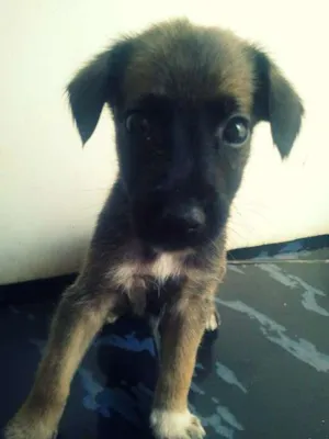 Cachorro raça vira lata idade Abaixo de 2 meses nome Fred