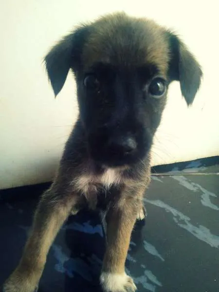 Cachorro raça vira lata idade Abaixo de 2 meses nome Fred