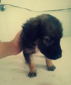 Cachorro raça vira lata idade Abaixo de 2 meses nome Thor