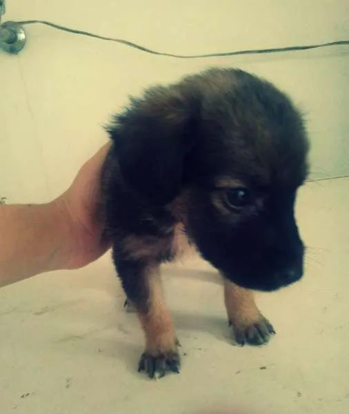 Cachorro raça vira lata idade Abaixo de 2 meses nome Thor