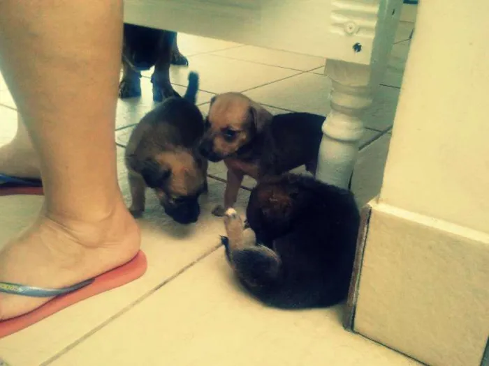 Cachorro raça vira lata idade Abaixo de 2 meses nome Thor