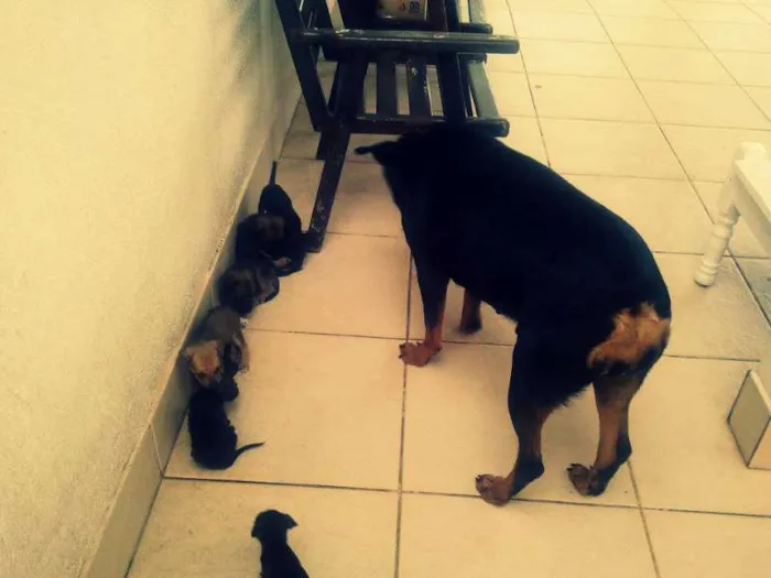 Cachorro raça vira lata idade Abaixo de 2 meses nome Fred