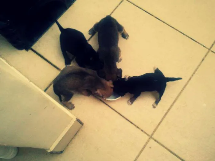 Cachorro raça vira lata idade Abaixo de 2 meses nome Chu 