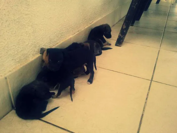 Cachorro raça vira lata  idade Abaixo de 2 meses nome Tody