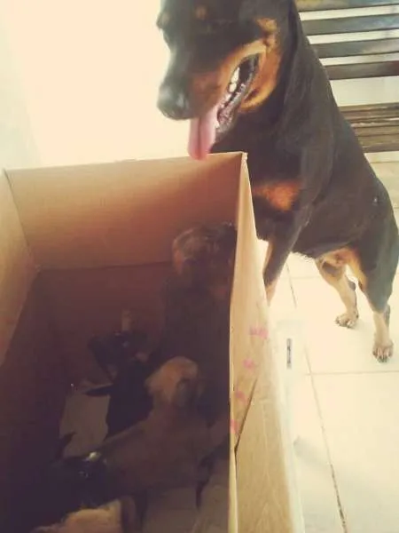 Cachorro raça vira lata  idade Abaixo de 2 meses nome Tito