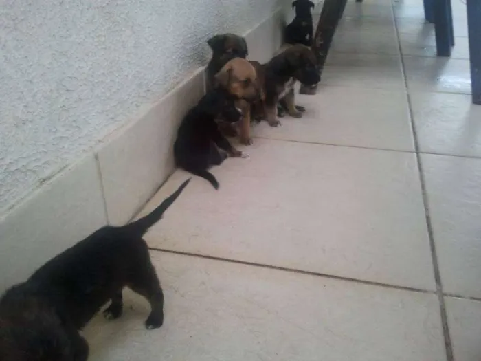 Cachorro raça vira lata  idade Abaixo de 2 meses nome Tito