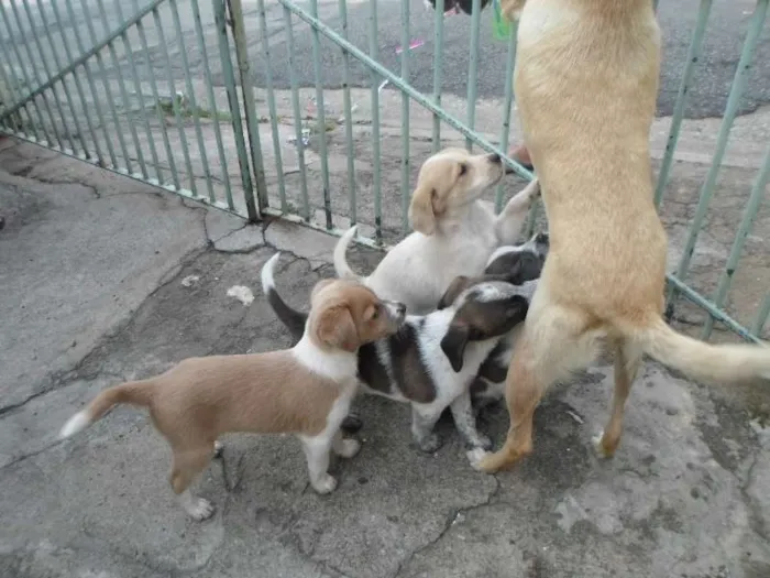 Cachorro raça SRD idade 2 a 6 meses nome Sem nome