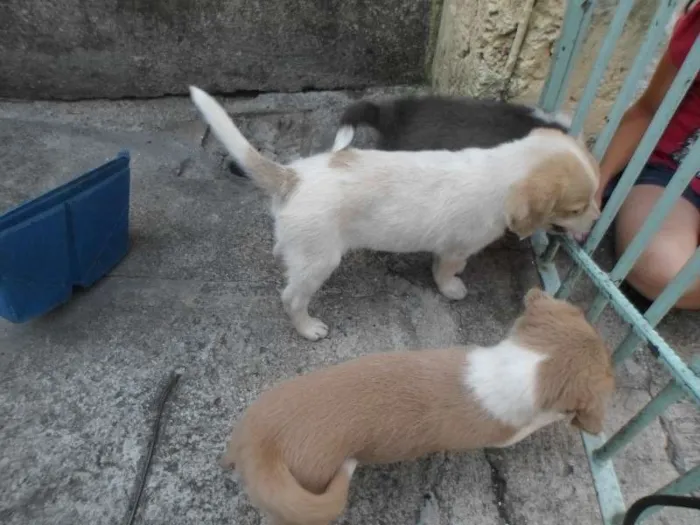 Cachorro raça SRD idade 2 a 6 meses nome Sem nome