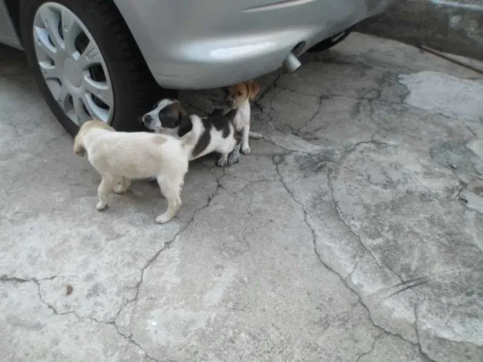 Cachorro raça SRD idade 2 a 6 meses nome Sem nome