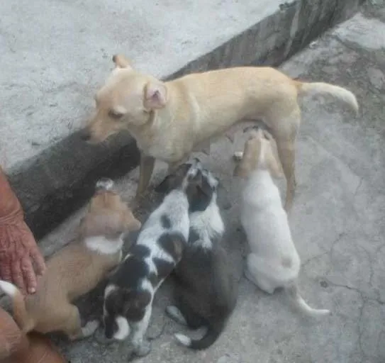 Cachorro raça SRD idade 2 a 6 meses nome Sem nome