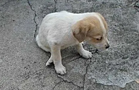 Cachorro raça SRD idade 2 a 6 meses nome Sem nome