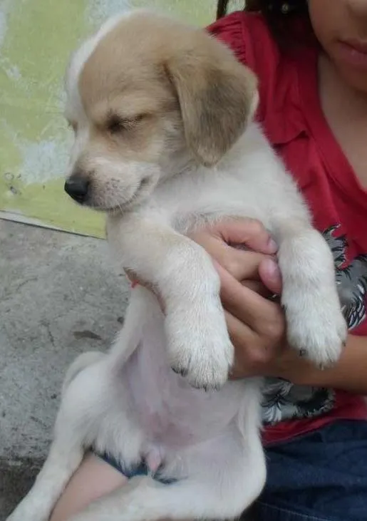 Cachorro raça SRD idade 2 a 6 meses nome Sem nome