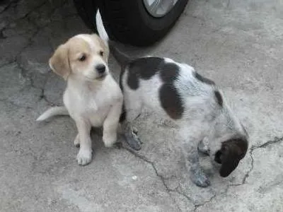 Cachorro raça SRD idade 2 a 6 meses nome Sem nome