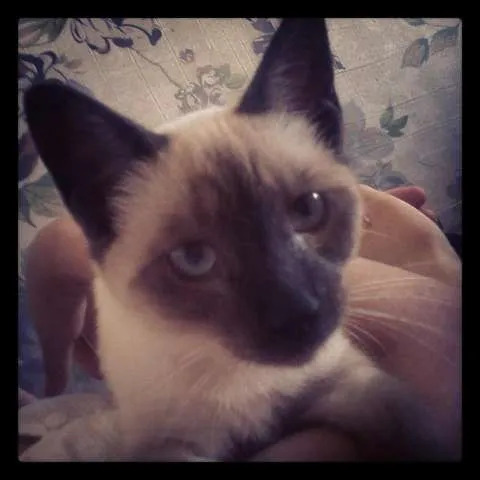 Gato ra a Siamês idade 2 a 6 meses nome Ganja