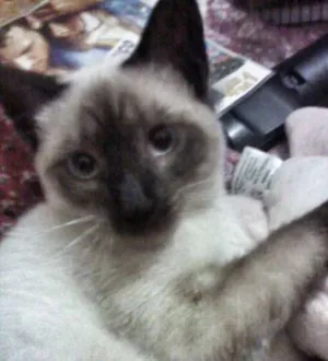 Gato raça Siamês idade 2 a 6 meses nome Ganja