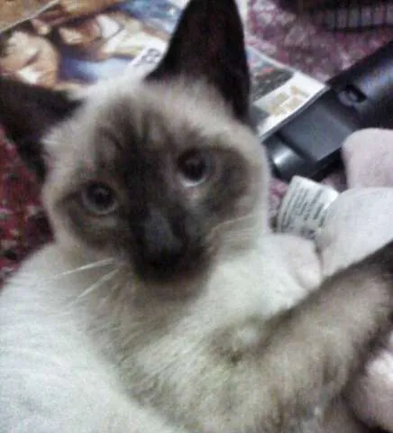 Gato ra a Siamês idade 2 a 6 meses nome Ganja