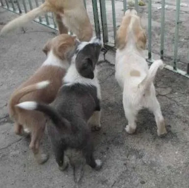 Cachorro raça SRD idade 2 a 6 meses nome Sem nome